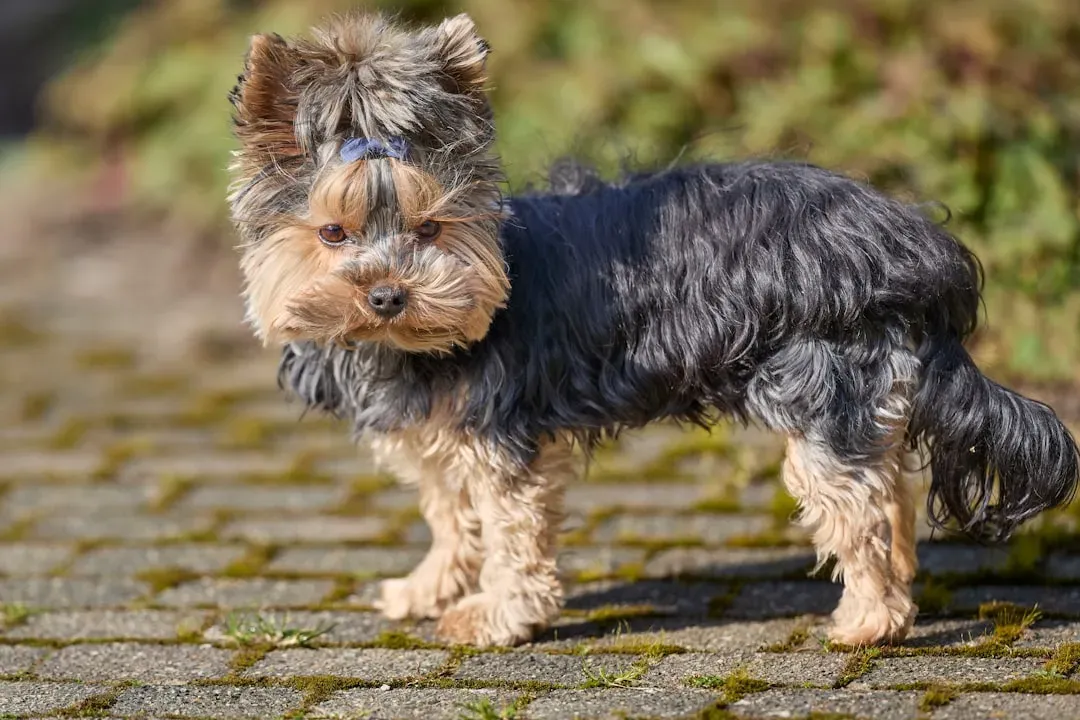 Scorpio (October 23 – November 21): Yorkshire Terrier (the fierce version) (Image Credits: Unsplash)