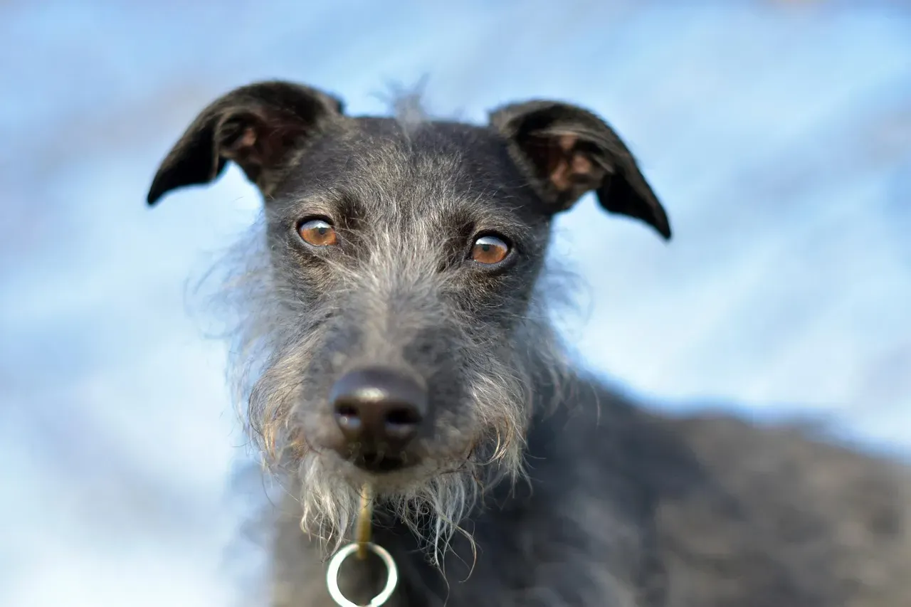 11. Scottish Deerhound: The Polite Hunter (Image Credits: Pixabay)