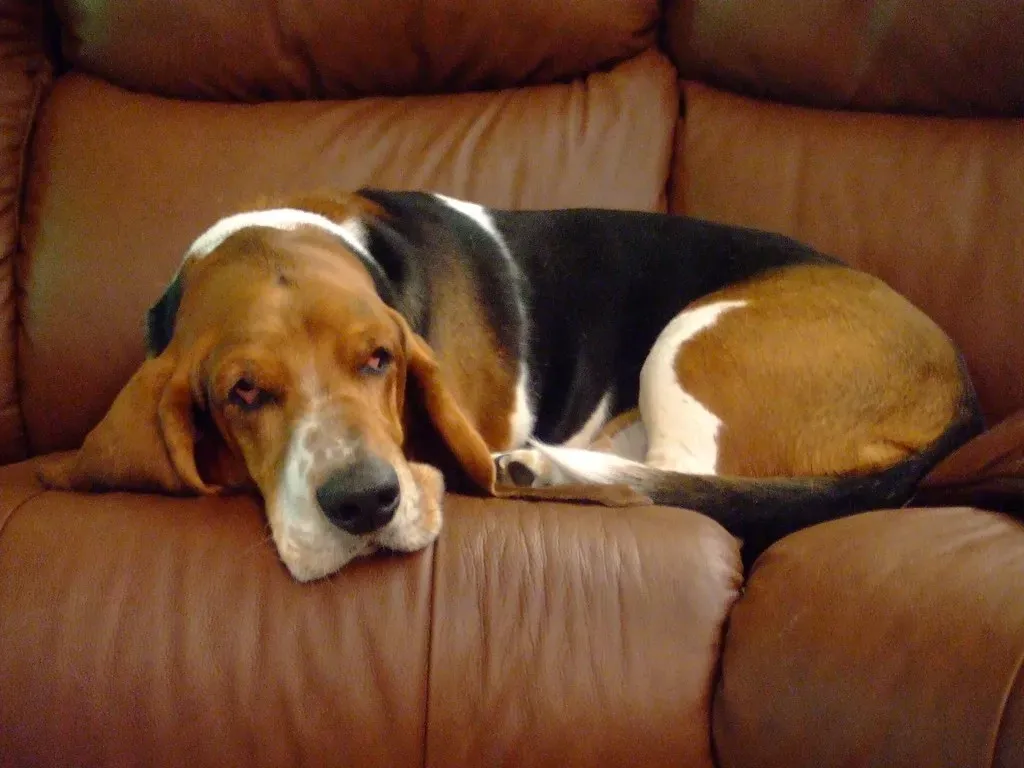 12. Basset Hound: The Laid-Back Couch Companion (Image Credits: Flickr)