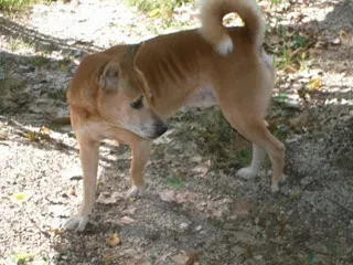 Why Your Dog’s Backward Glance Is Not Random (By Oldsingerman20, CC BY-SA 3.0)