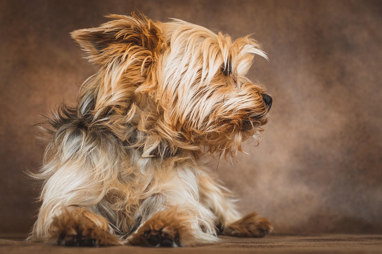 Yorkshire Terriers - The Tiny Emotional Powerhouses (Image Credits: Pixabay)