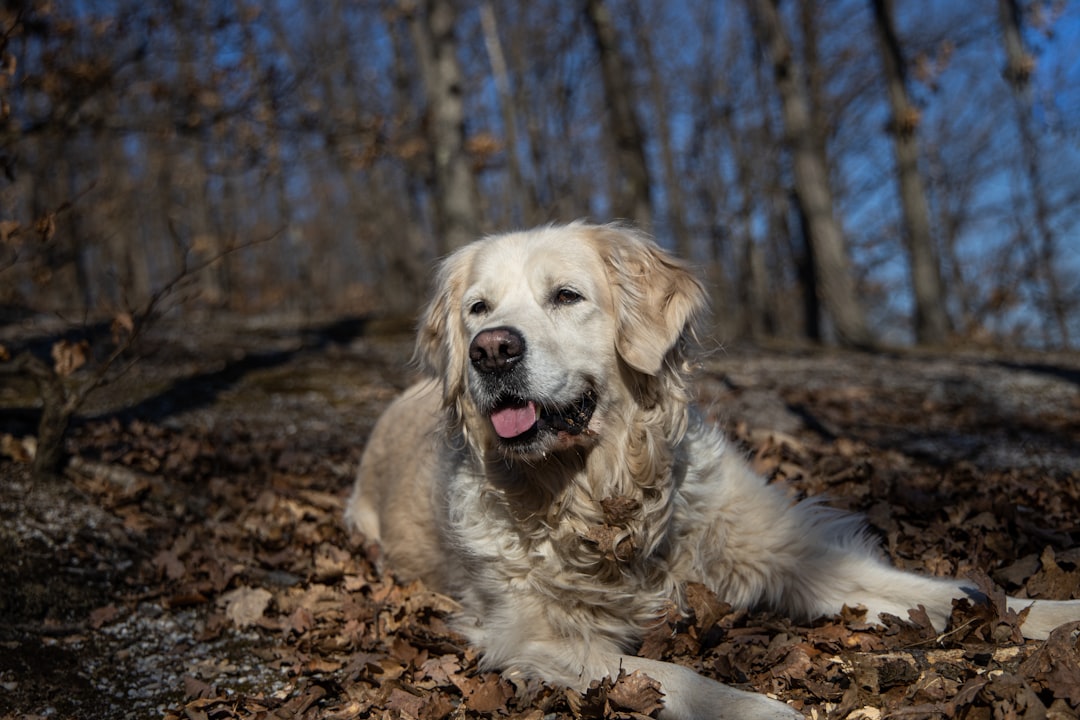 #2. Golden Retriever - The Sunshine Ambassador (Image Credits: Unsplash)