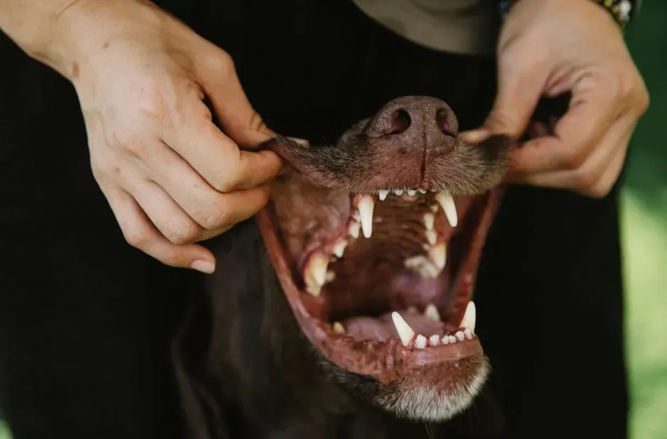 #2 - Dental Condition Reveals Daily Feeding Habits (Image Credits: Pexels)