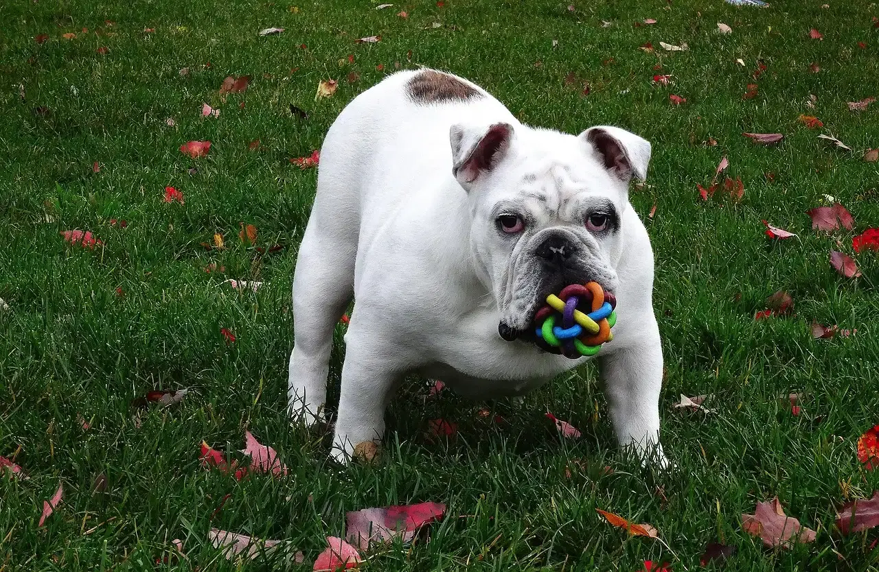 Opinionated Conclusion: We Should Respect the Toy, Not Just Laugh at It (Image Credits: Pixabay)