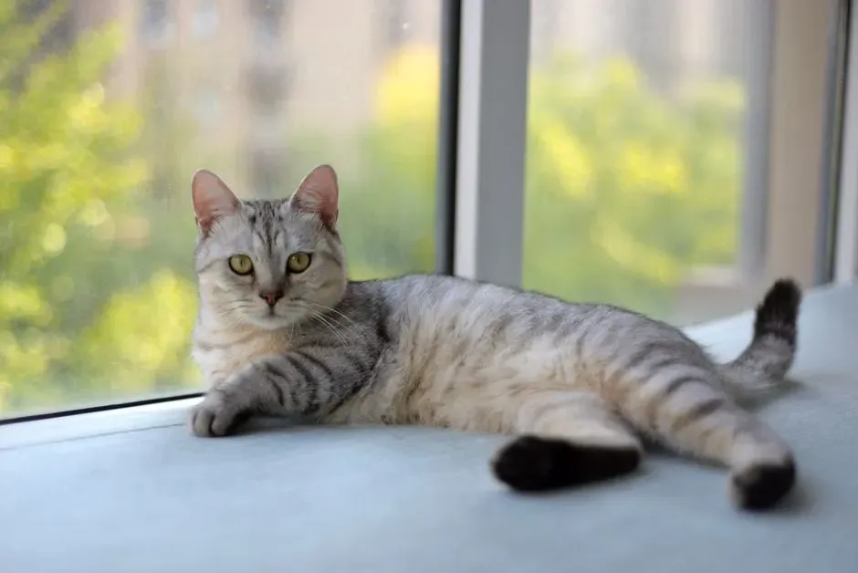 Conclusion: Indoor Cats Are Not Cheap, They Are Commitments (Image Credits: Pexels)