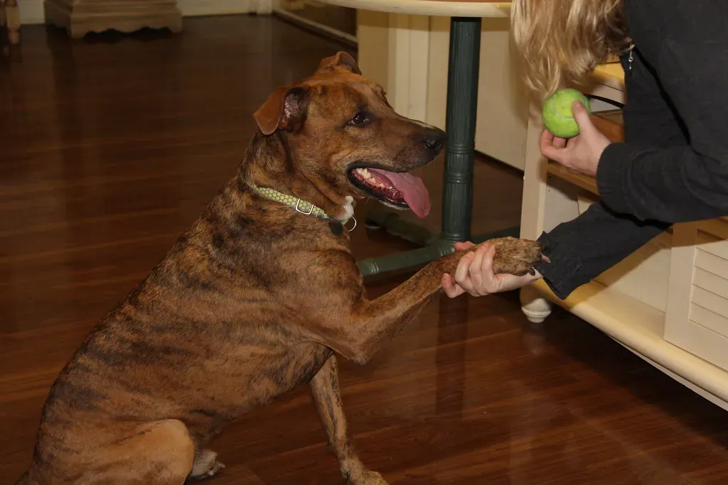 They May Come With Unknown Histories (Image Credits: Flickr)