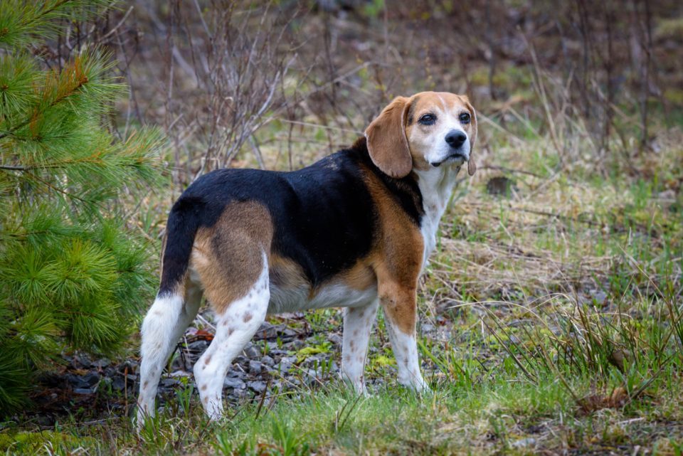 Beagle (Image Credits: Stocksnap)
