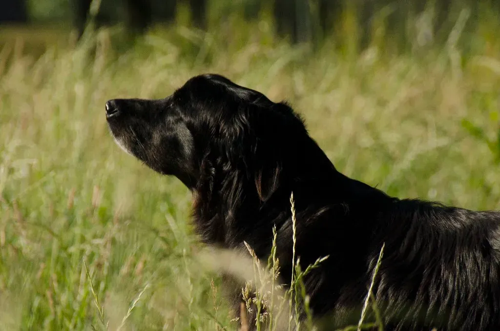 Sign #3: Soft, Relaxed Eyes (Jimmy Benson, Flickr, CC BY 2.0)