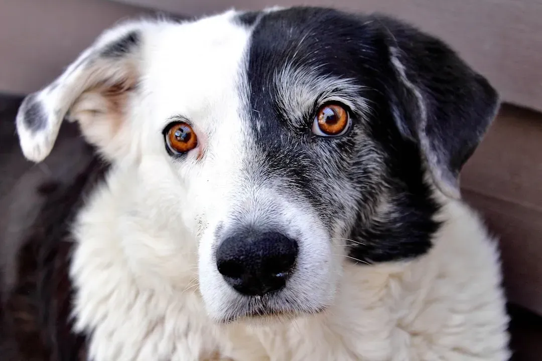 Their Eyes Look Different (Image Credits: Unsplash)