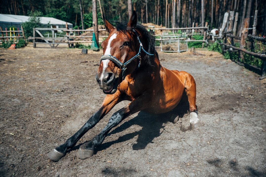 Providing Essential Exercise and Mental Stimulation (Image Credits: Unsplash)