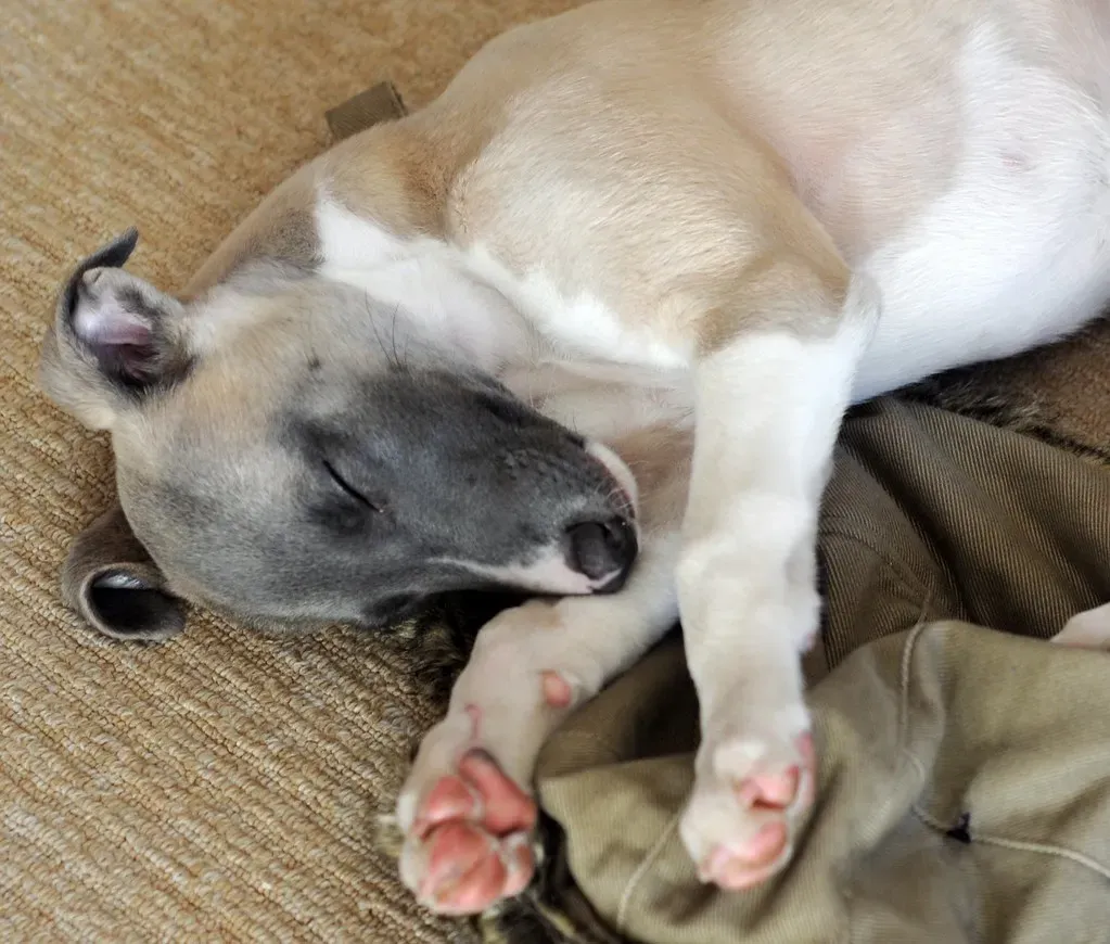 Prioritize Rest and Enforce Nap Time (Image Credits: Flickr)