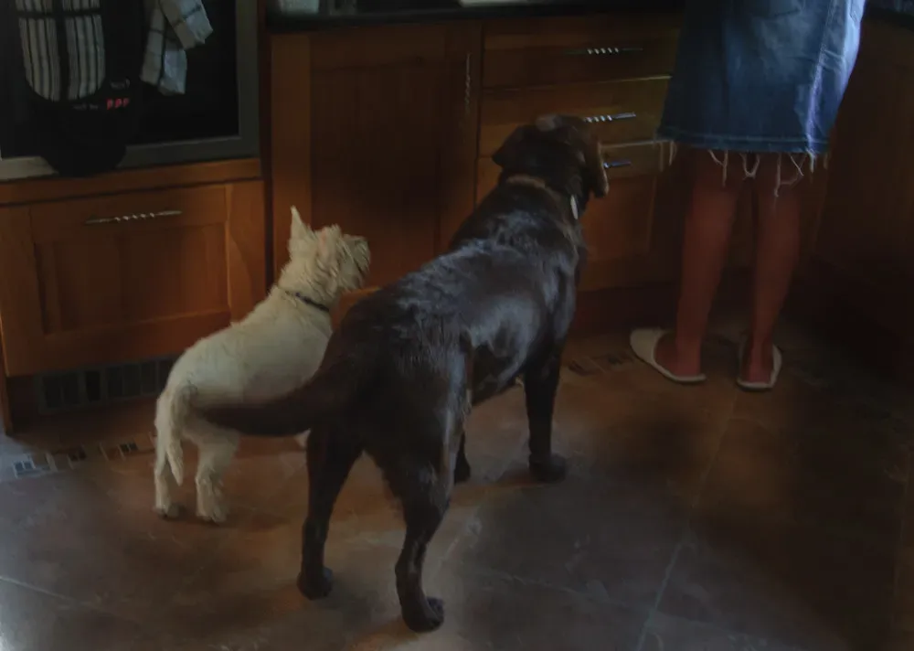 #1 - They Wait Patiently for Meals Without Begging (The Boy from Bare, Flickr, CC BY 2.0)