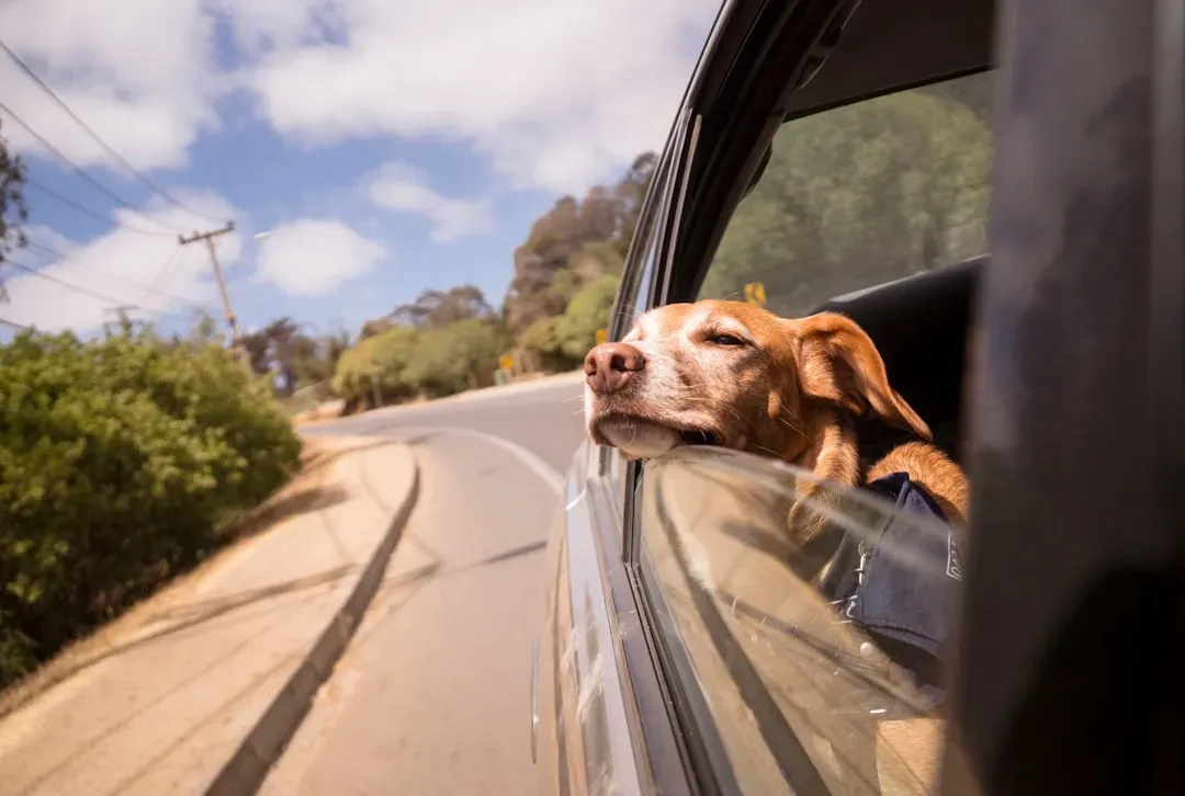 Temperature Of The Wind: Comfort, Safety, And Energy (Image Credits: Unsplash)
