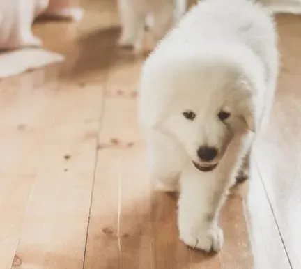 #11 - The 'Dog Lane' Worn Into the Carpet (Image Credits: Pexels)