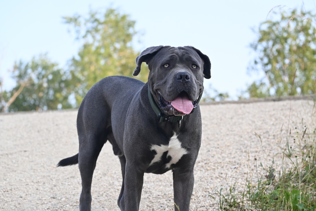Mastiff: The Gentle Giant (Image Credits: Unsplash)