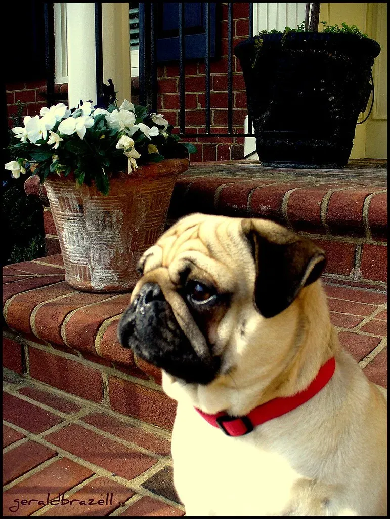 8. Pug (Image Credits: Flickr)