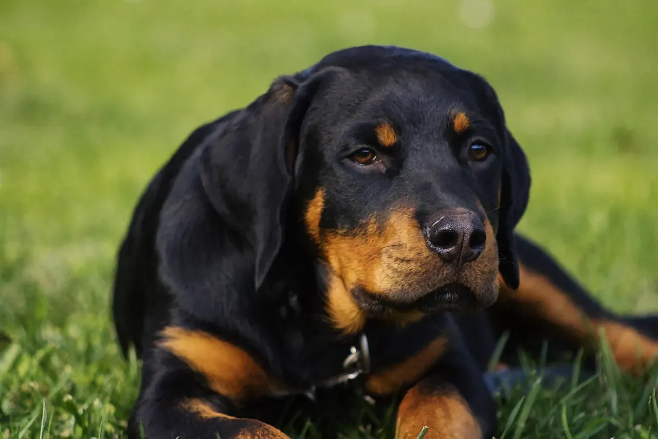 Enneagram Type 8 Finds Respect With a Strong Rottweiler (Image Credits: Pixabay)