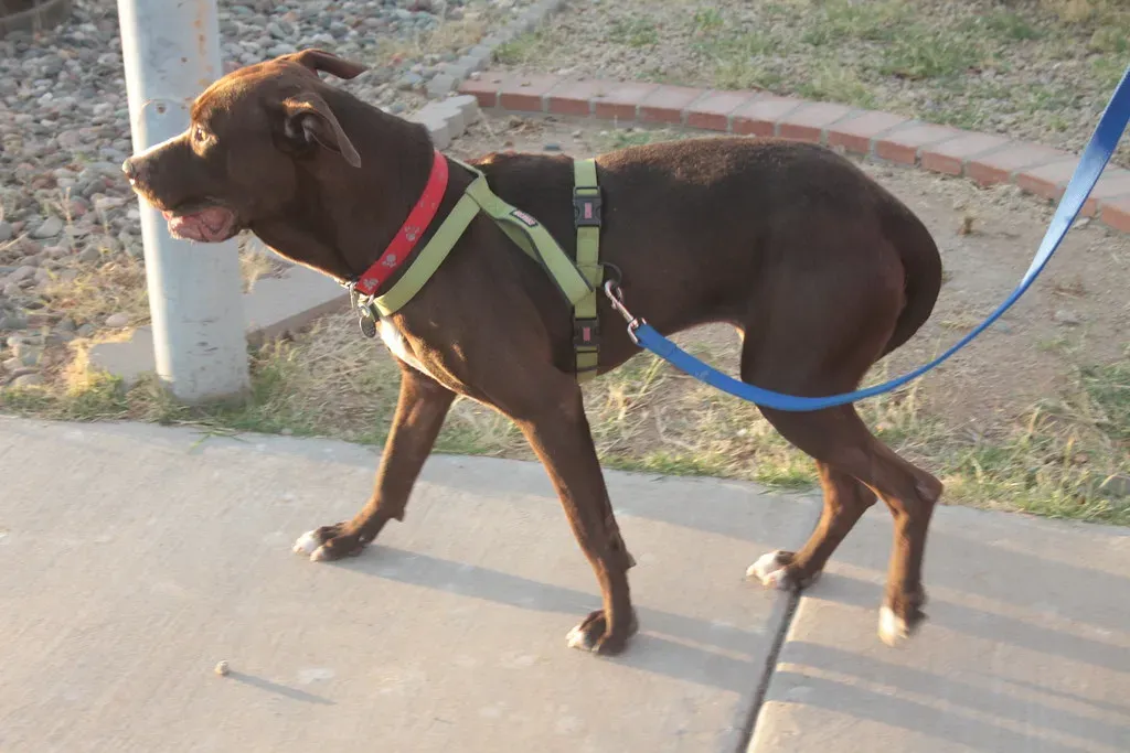 The Tucked Tail and Other Rear End Revelations (Image Credits: Flickr)