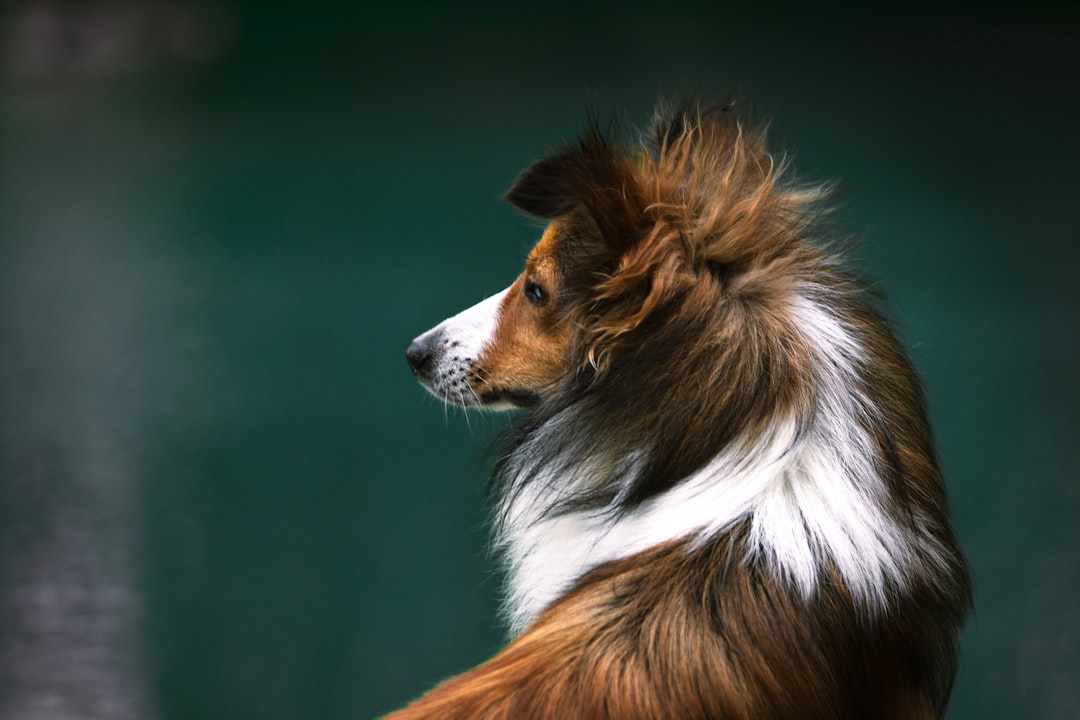 Why Independent Dog Breeds Match Air Sign Energy (Image Credits: Unsplash)