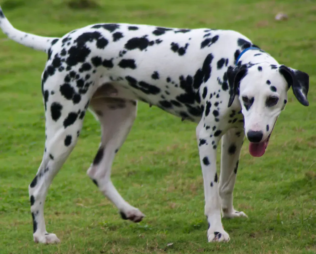 3. Dalmatian: The Spotted Florida Fit (pulkitsinha, Flickr, CC BY-SA 2.0)
