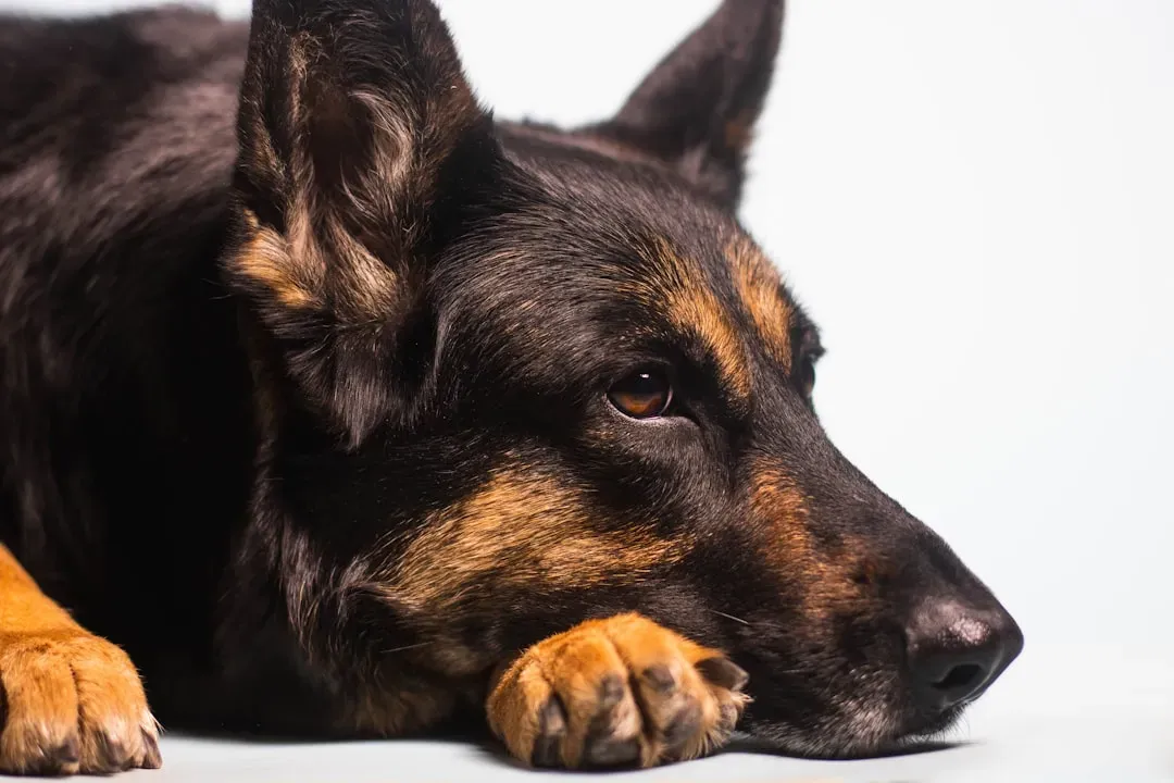 #8 German Shepherd - Loyal to the Core, Mourns Accordingly (Image Credits: Unsplash)