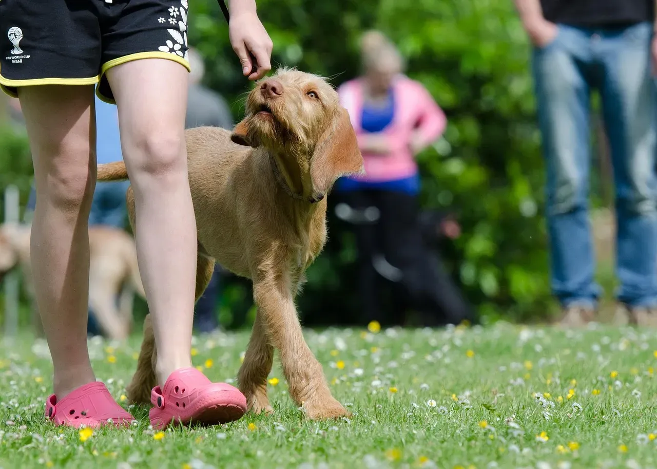 #8 - Food as a Conversation, Not Just a Reward (Image Credits: Pixabay)