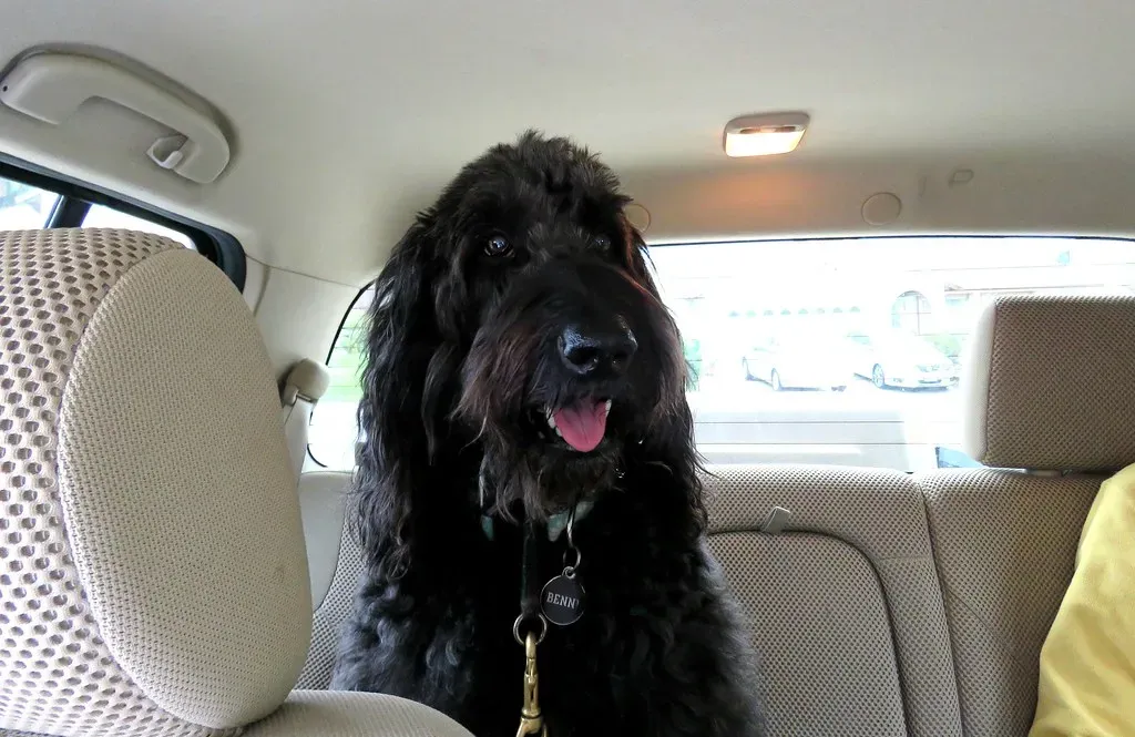 They Check In With You During Adventures (Image Credits: Flickr)