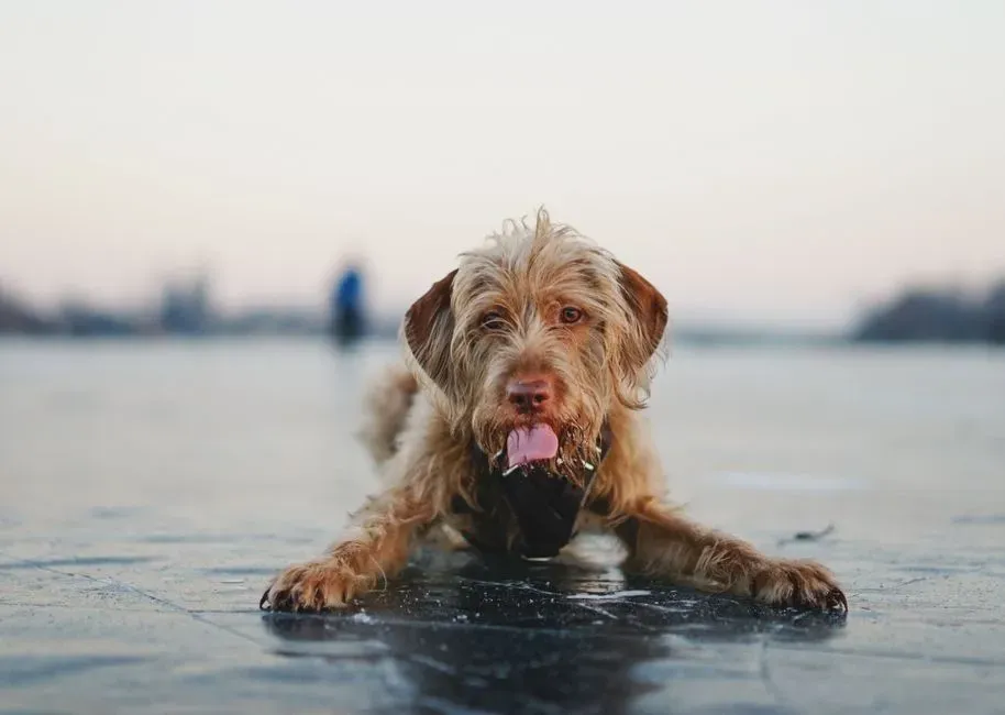 Slippery Floors: A Canine's Ice Rink (Image Credits: Pexels)