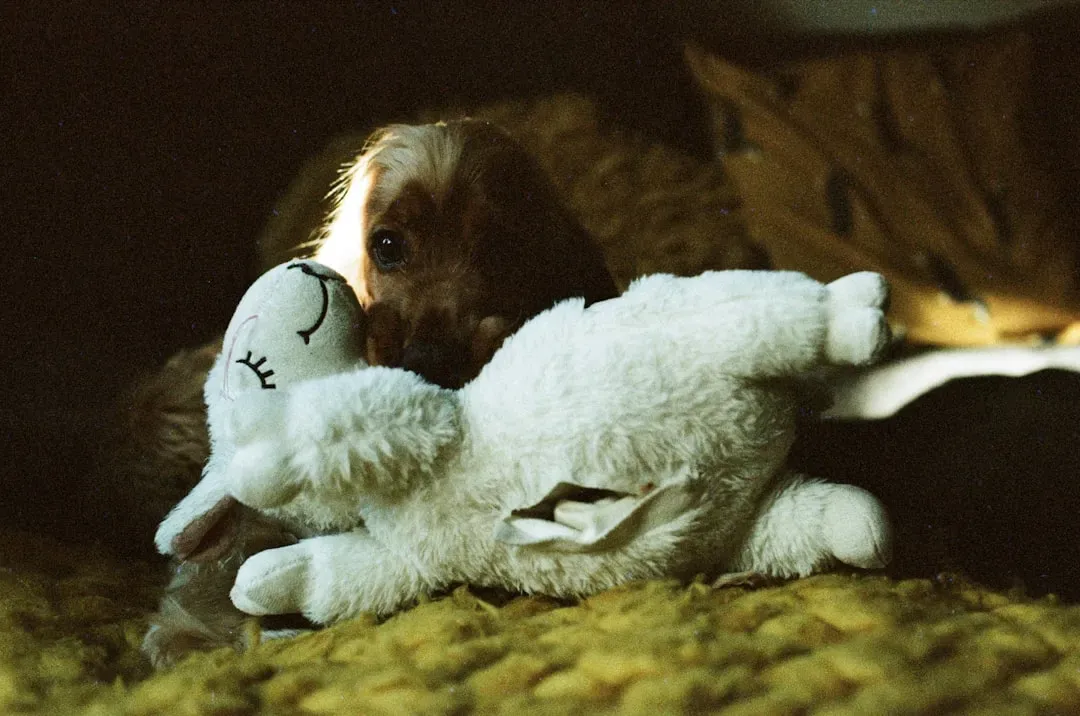 Understanding What Your Dog Really Needs From a Comfort Toy (Image Credits: Unsplash)