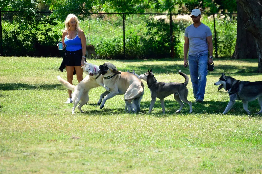 7. They Turn Strangers Into Friends (Image Credits: Flickr)