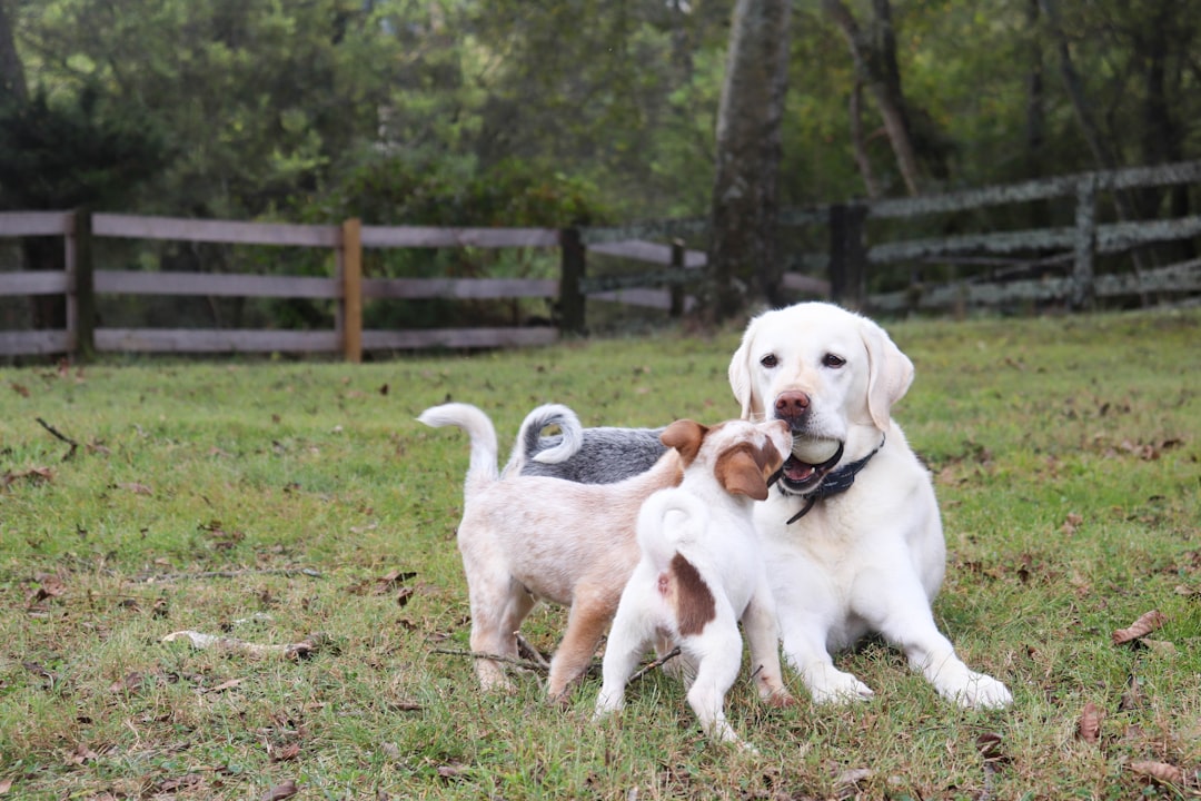 Labrador Retrievers: Everyone's Best Friend (Image Credits: Unsplash)