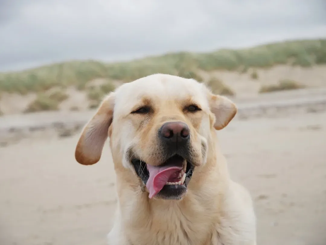 Labrador Retriever: The Energetic Partner for Outdoor Enthusiasts (Image Credits: Unsplash)