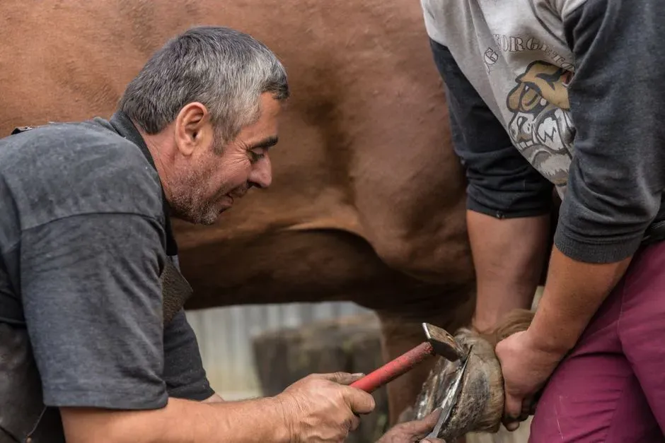 4. Farrier Visits And Hoof Emergencies (Image Credits: Pexels)