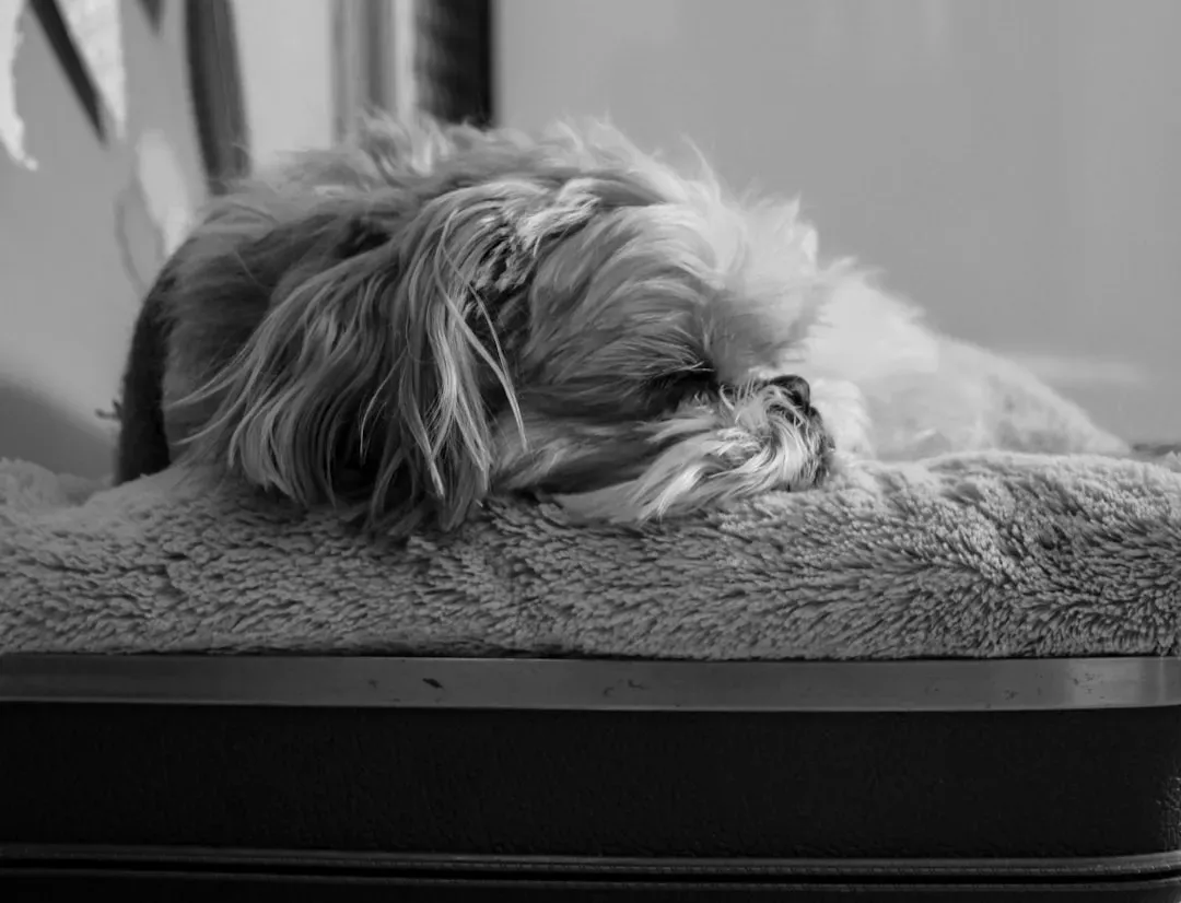 When Anxiety Takes the Wheel (Image Credits: Unsplash)