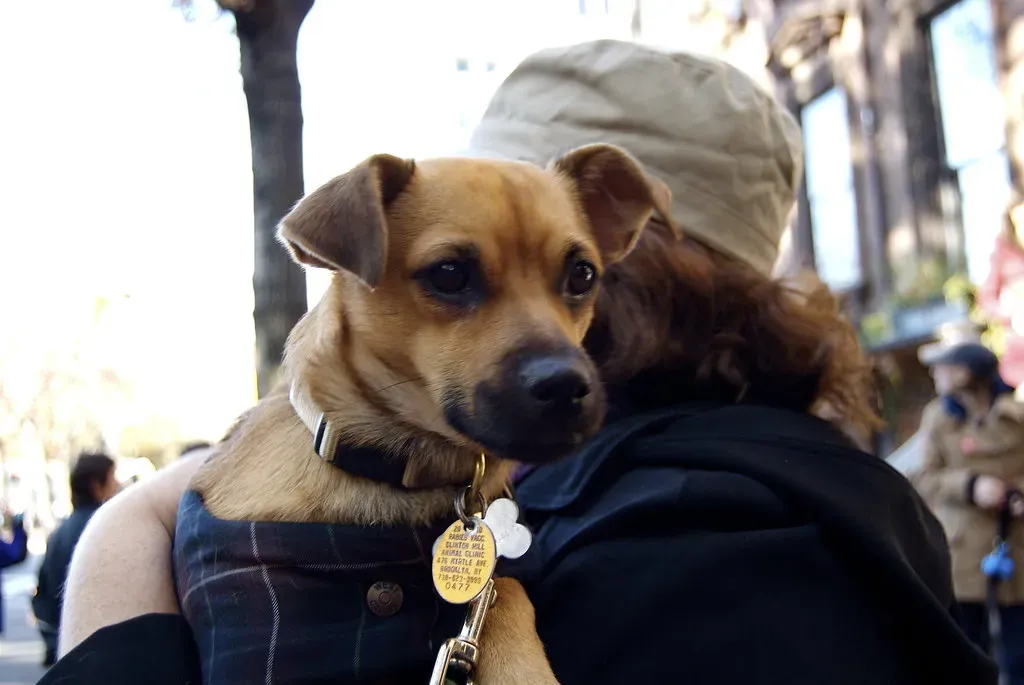 Recognizing When Your Dog Is Too Cold (Image Credits: Flickr)