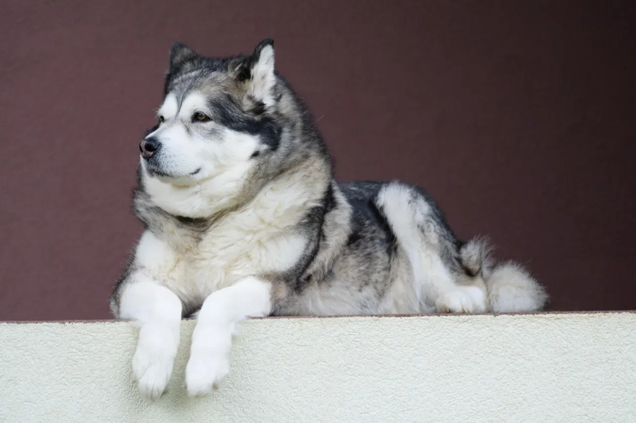 2. Alaskan Malamute: Strong-Willed Powerhouse With Its Own Agenda (Image Credits: Pixabay)