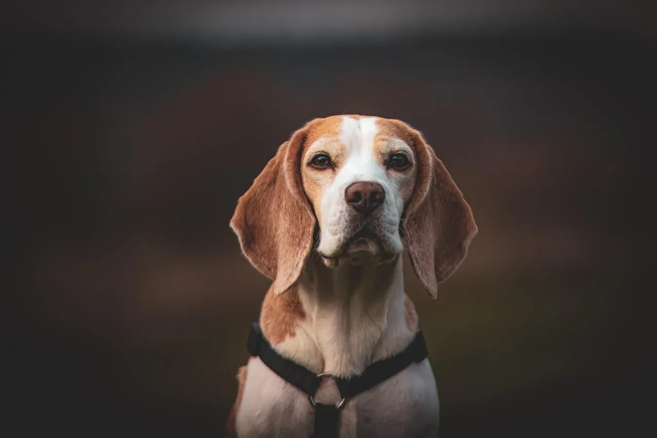 11. They Guard Or Stay Near Your Favorite Spot (Image Credits: Pixabay)