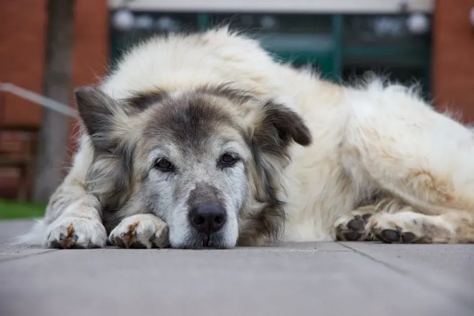 1. Understand What Is Actually Happening in Your Dog's Aging Brain (Image Credits: Pexels)