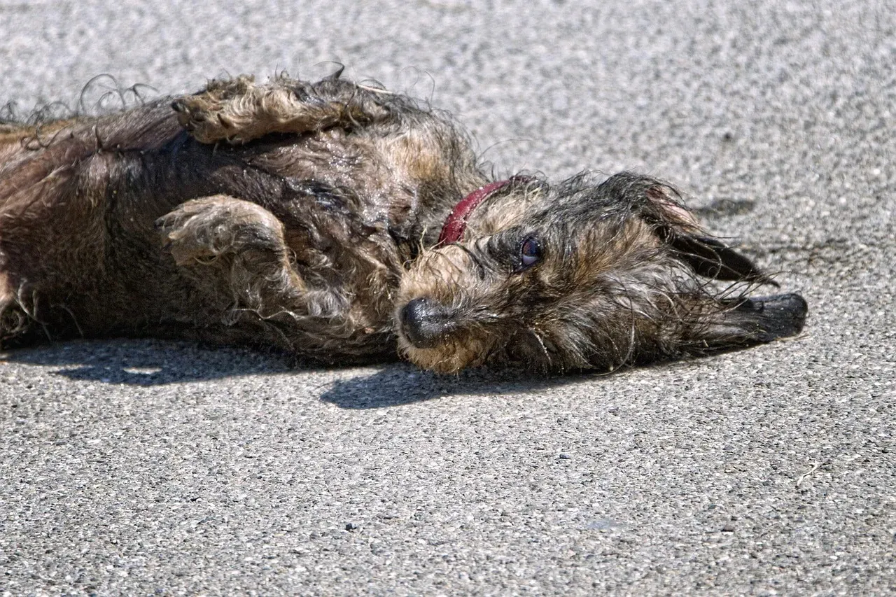 Rolling in Unpleasant Scents (Image Credits: Pixabay)