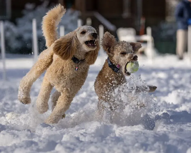Gemini: The Playful Communicator (Image Credits: Pexels)