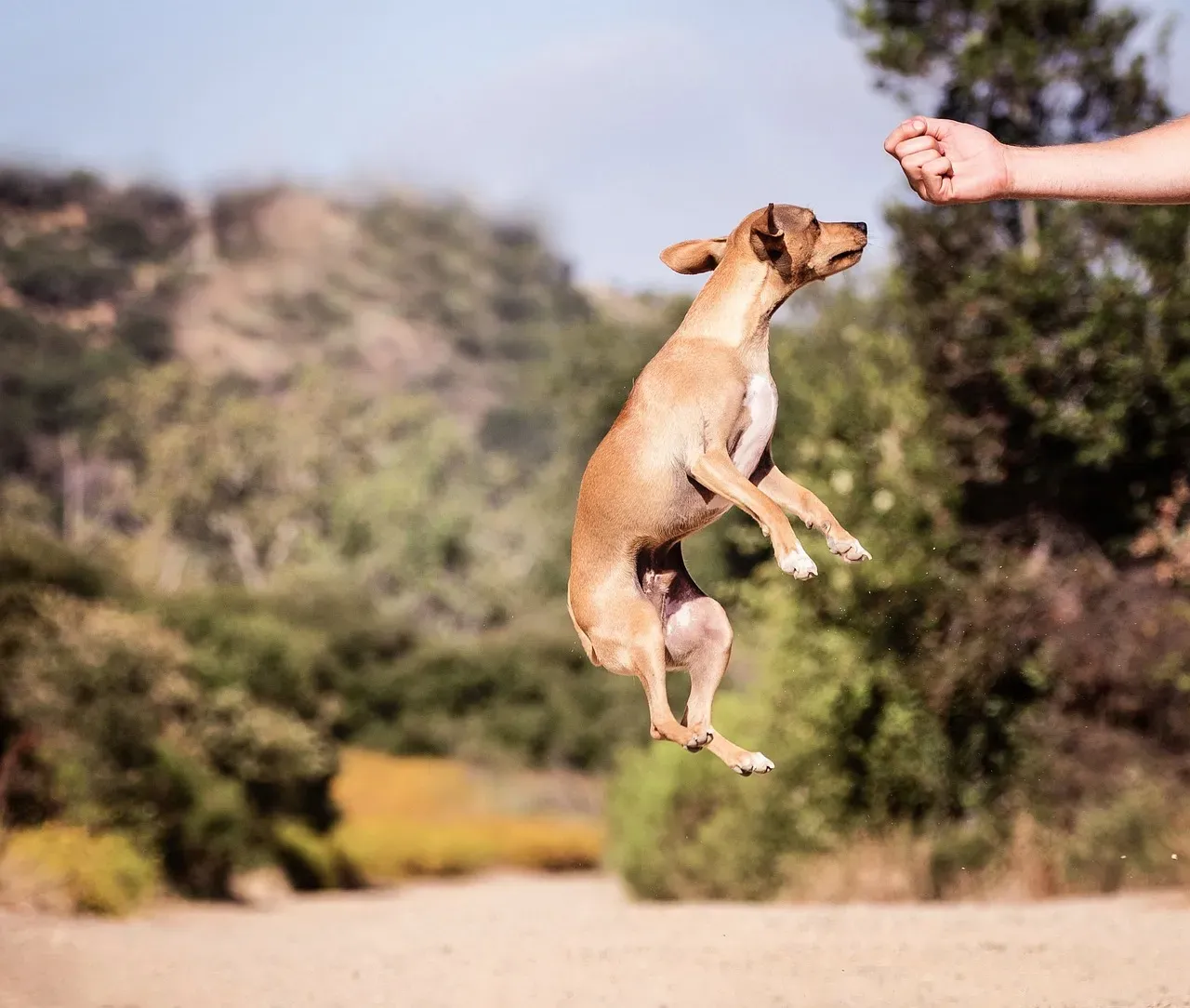 #11 - That Your "Rewards" Aren't Actually Rewarding (to Your Dog) (Image Credits: Pixabay)