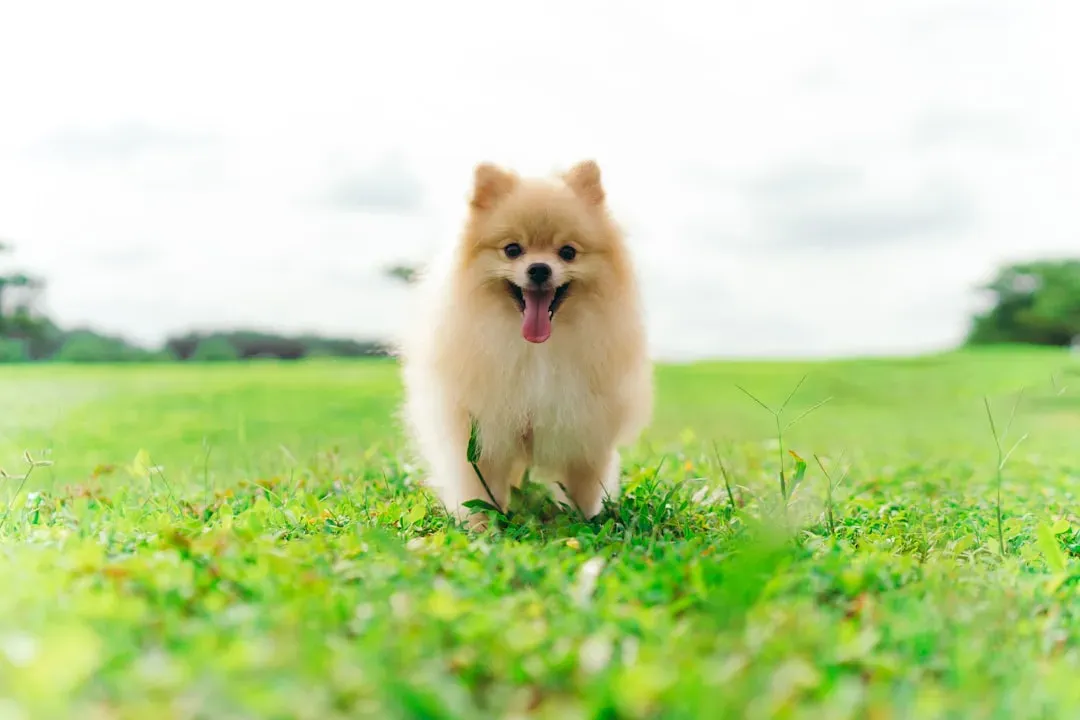 Pomeranian (Lower‑Energy Individuals) (Image Credits: Unsplash)