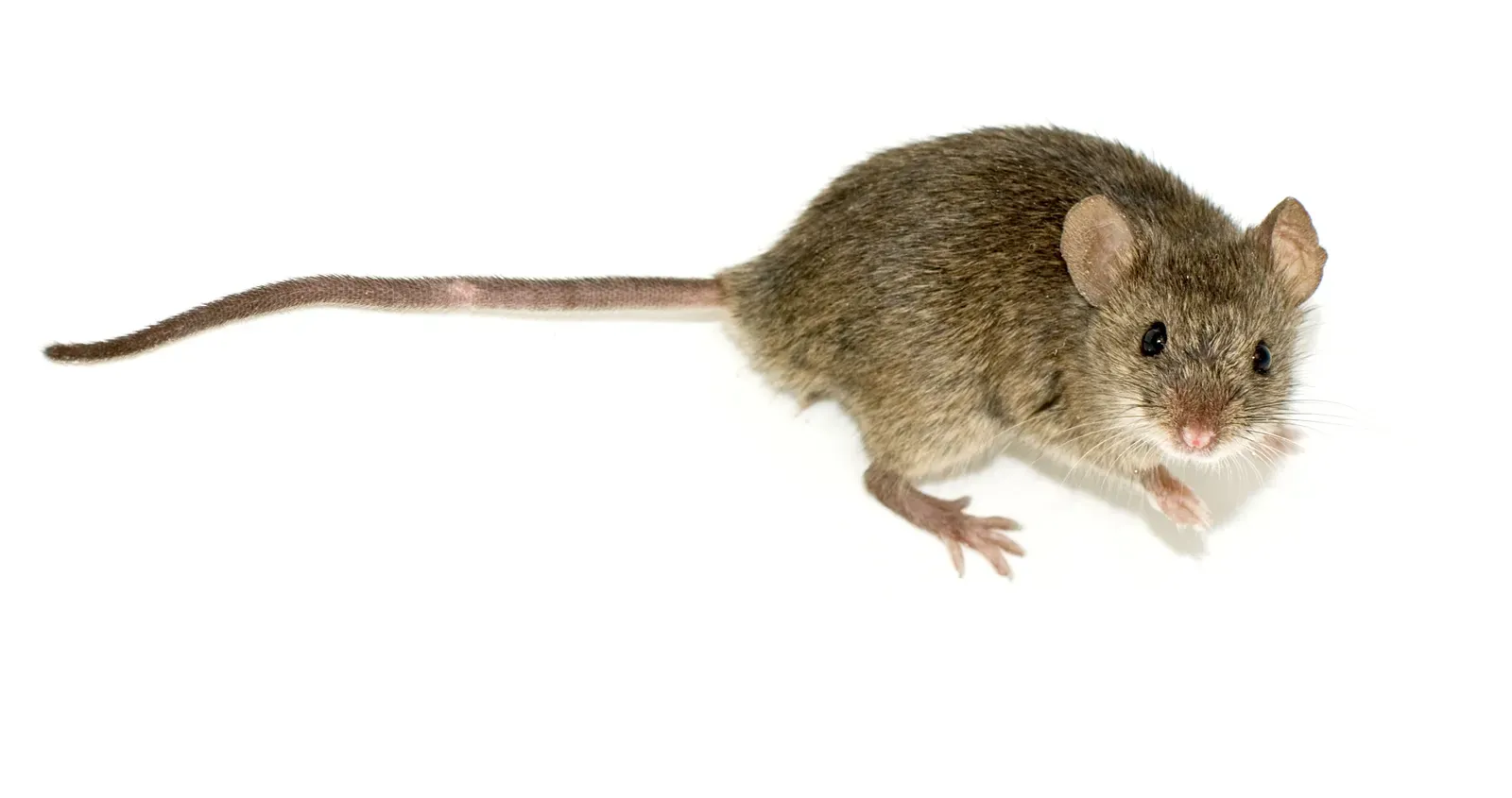 Mice and Rat Communication Calls (By George Shuklin (talk), CC BY-SA 1.0)