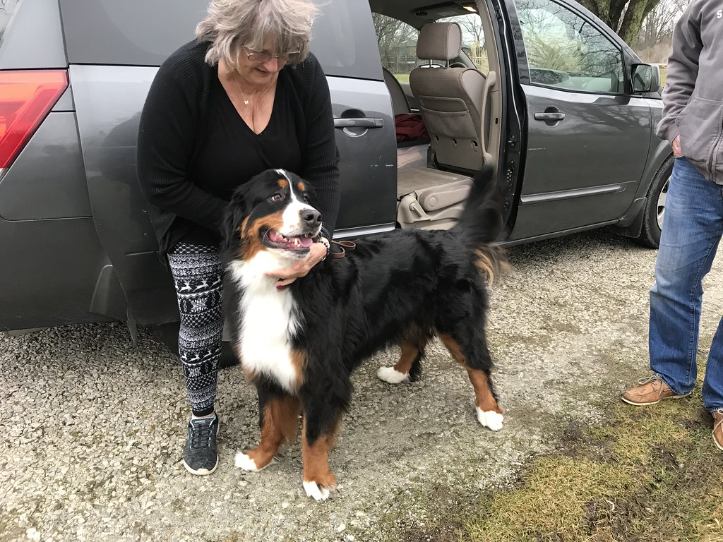 Bernese Mountain Dog: The Gentle Giant (Image Credits: Flickr)