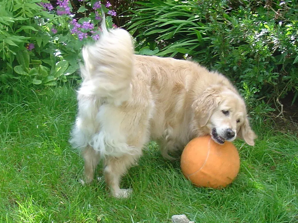 Golden Retriever: The Gentle Wiggle Masters (Image Credits: Flickr)
