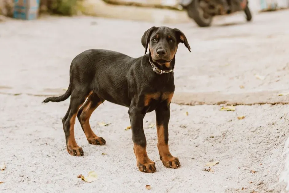 Scorpio: The Intense Soulmate – Doberman Pinscher (Image Credits: Pexels)