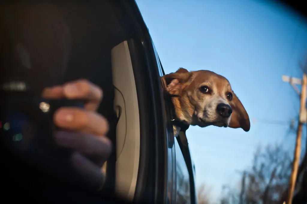 Beagle: The Curious Explorer on Four Legs (Image Credits: Flickr)