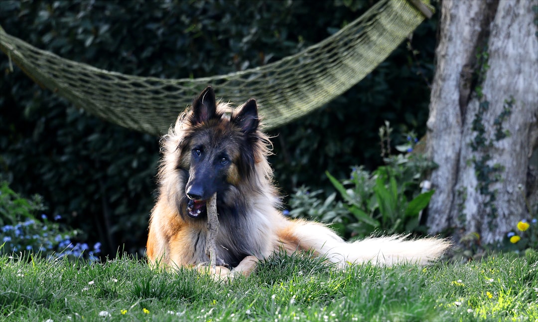 Protect and Care for Your Pack (Image Credits: Unsplash)