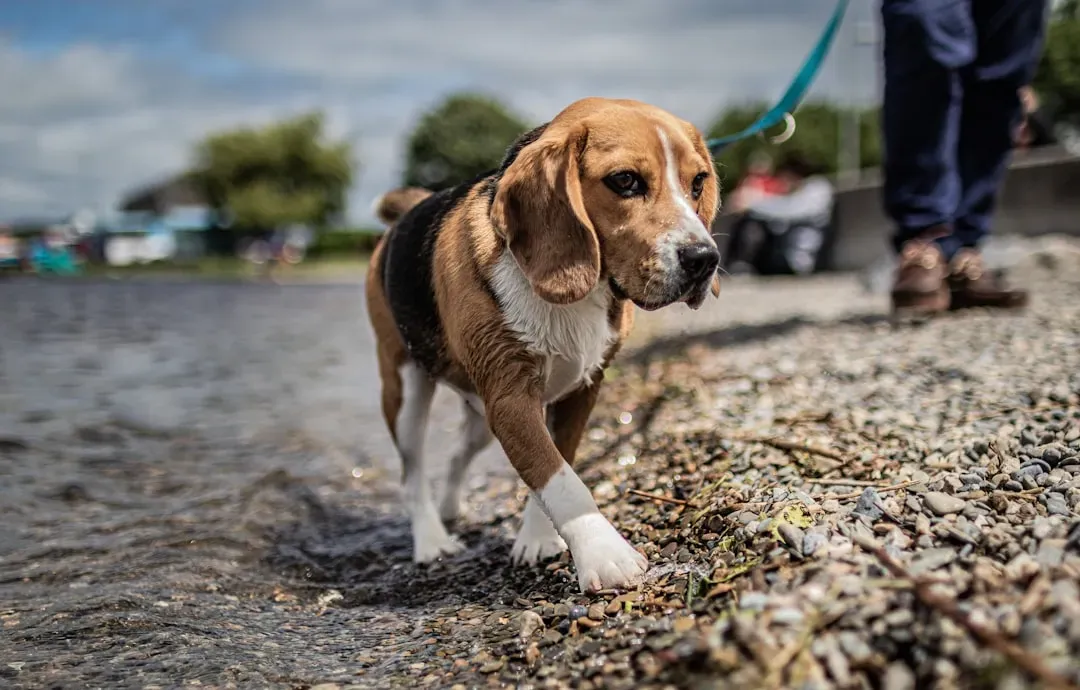 Beagles: The Playful Pawers (Image Credits: Unsplash)