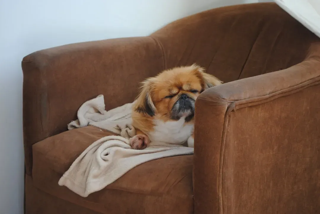 Understanding Why Dogs Destroy Furniture (Image Credits: Unsplash)